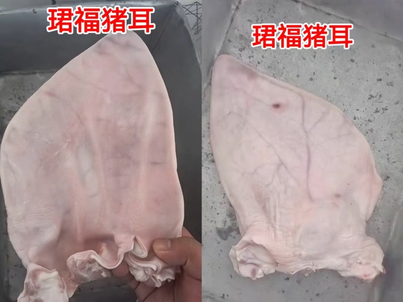 精品猪耳