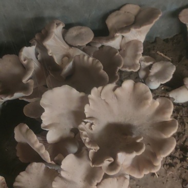 灵芝菇