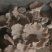 灵芝菇