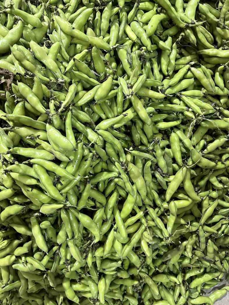 四川大白胡豆、新鲜本地胡豆蚕豆每日稳定供应30-50t