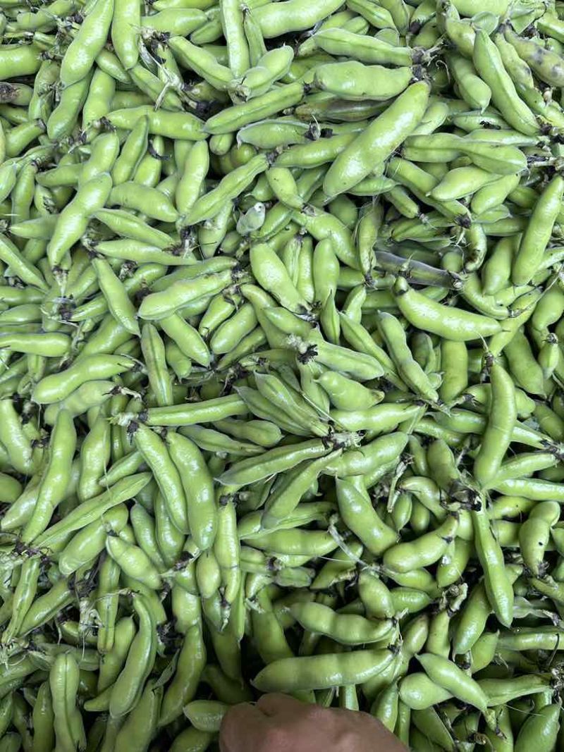 四川大白胡豆、新鲜本地胡豆蚕豆每日稳定供应30-50t