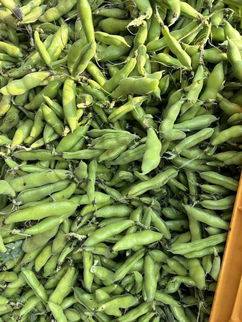 四川大白胡豆、新鲜本地胡豆蚕豆每日稳定供应30-50t
