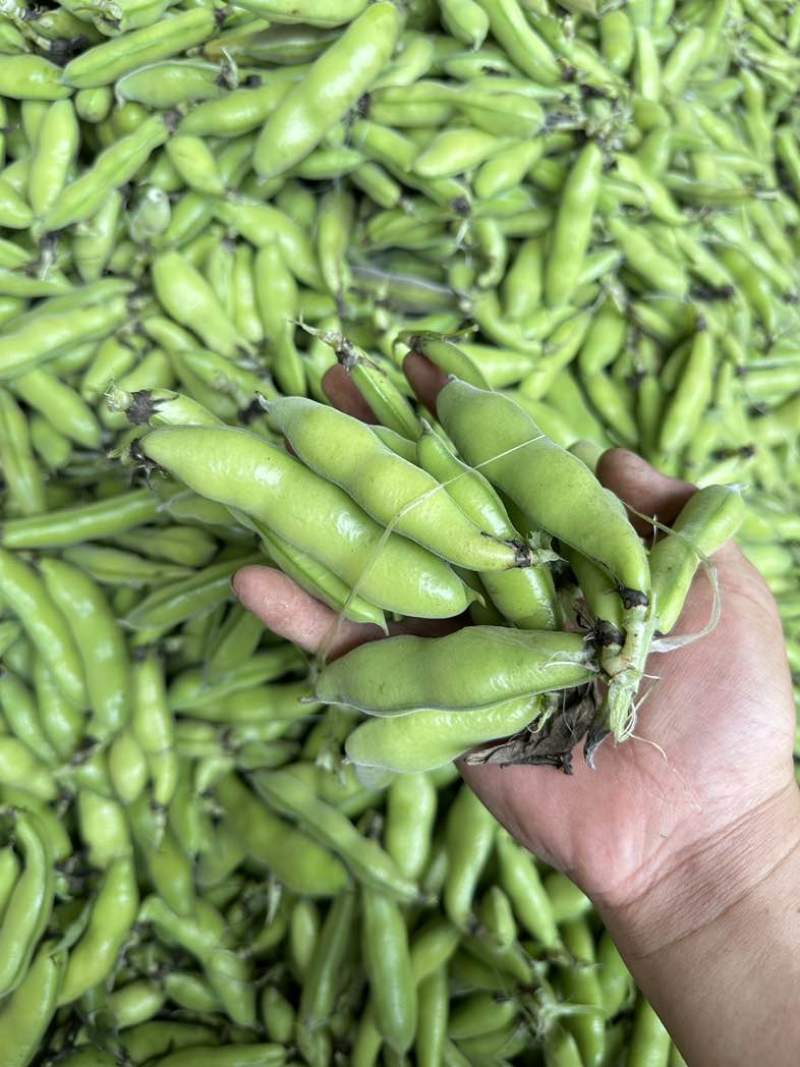 四川大白胡豆、新鲜本地胡豆蚕豆每日稳定供应30-50t