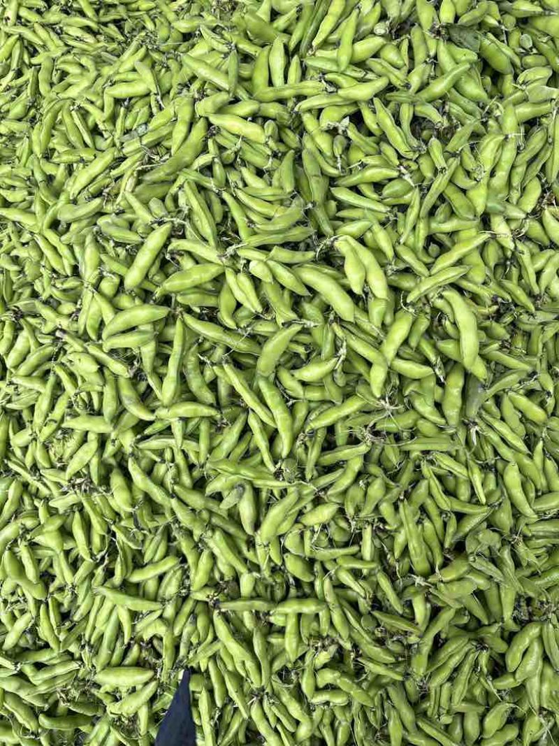 四川大白胡豆、新鲜本地胡豆蚕豆每日稳定供应30-50t