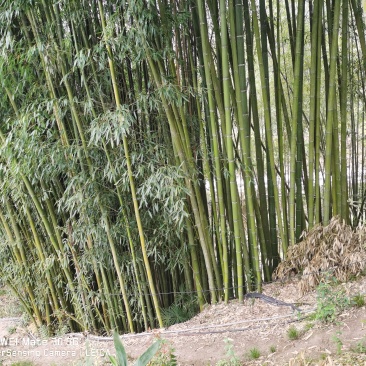 出售五吨斑竹，10公分大小，方便的近快联系，10天内有效