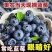 产地直发精品蓝莓L25F6等一件代发现货