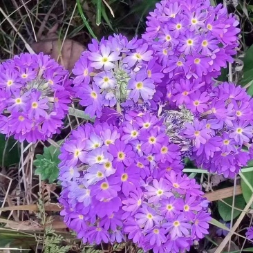云南报春花