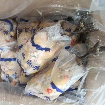 麻母鸡