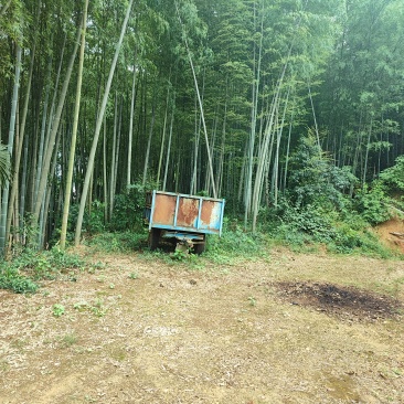 毛子