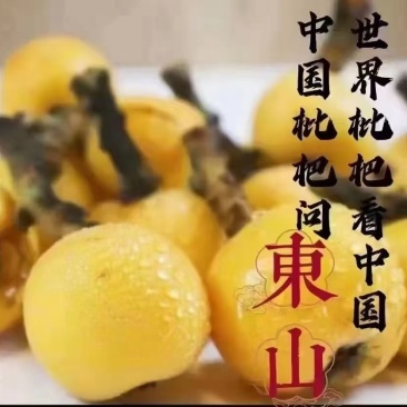 苏州洞庭东山白玉枇杷（预售）开采时期2025年5月12号