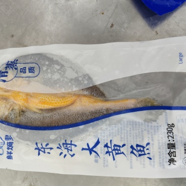 东海大黄鱼