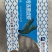 速冻黑虎虾