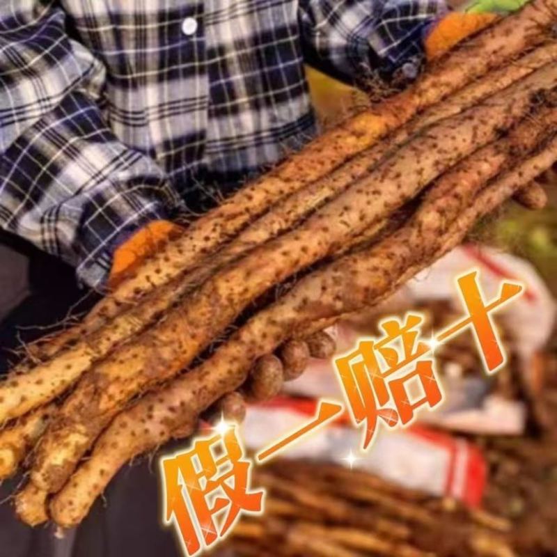 河南焦作温县新鲜当无硫垆土铁棍山药马蹄片（有药效）