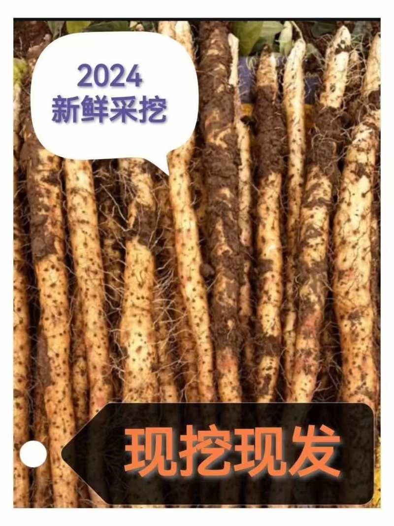 河南焦作温县新鲜当无硫垆土铁棍山药马蹄片（有药效）
