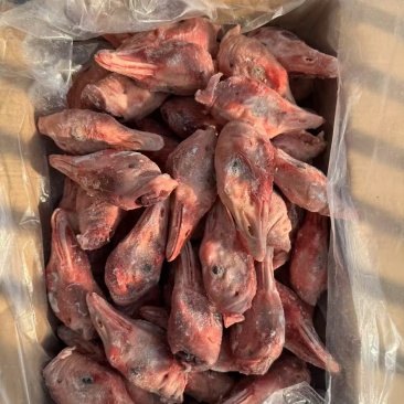 带舌鹅头有货