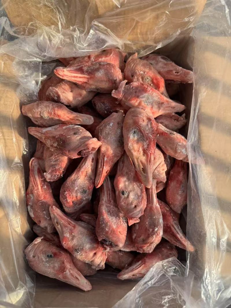 带舌鹅头有货