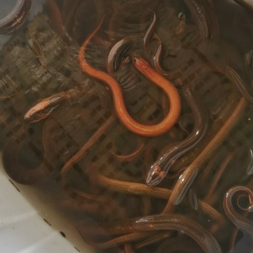 鳝鱼，大小都有