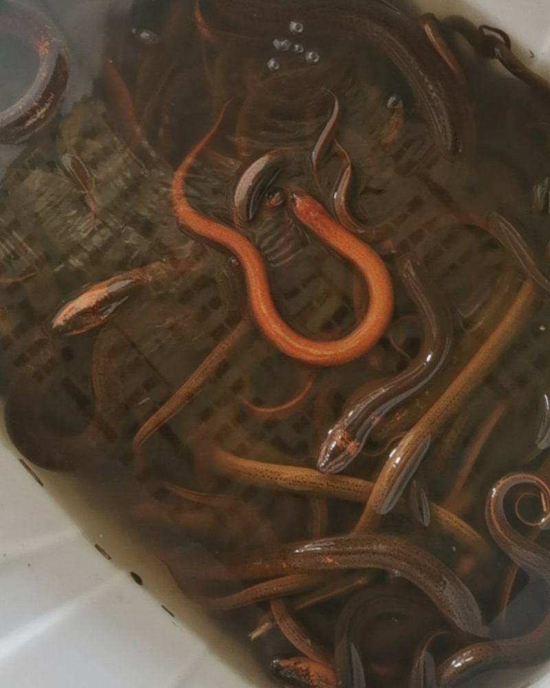 鳝鱼，大小都有