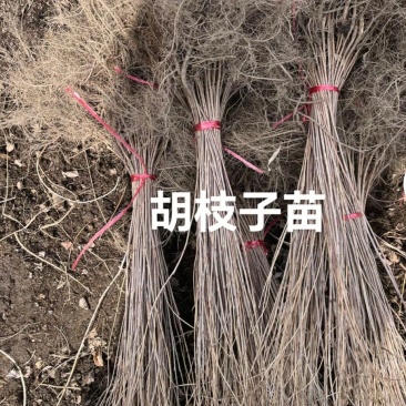 胡枝子苗，0.3以上的有几十万.，有需要的细聊