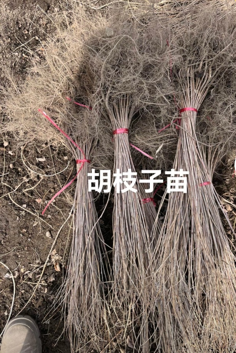 胡枝子苗，0.3以上的有几十万.，有需要的细聊