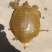 野生甲鱼一个十二斤重左右