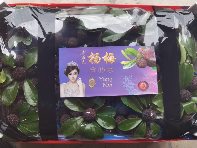 福建杨梅东魁