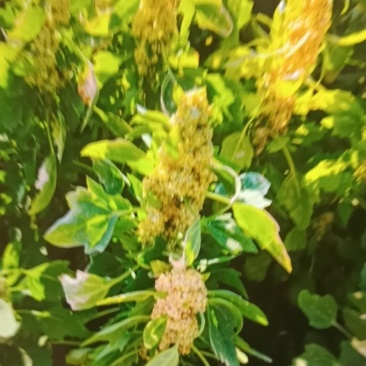 白藜麦