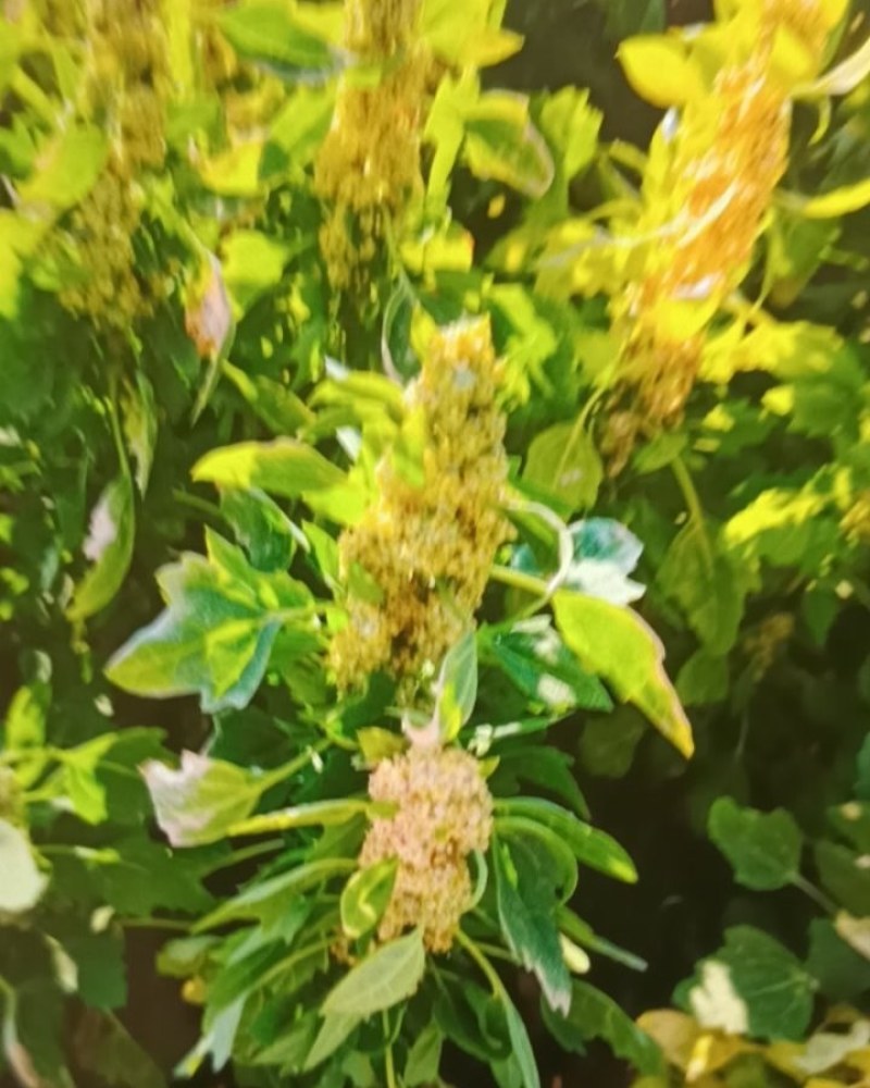 白藜麦