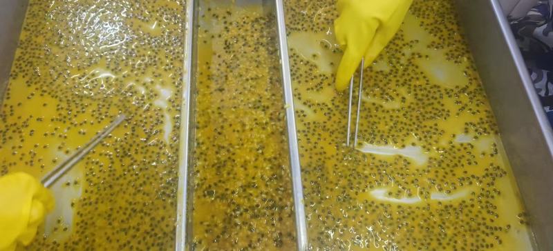 百香果肉纯手工百香果冷冻原浆百香果脱籽冷冻原浆百香果汁