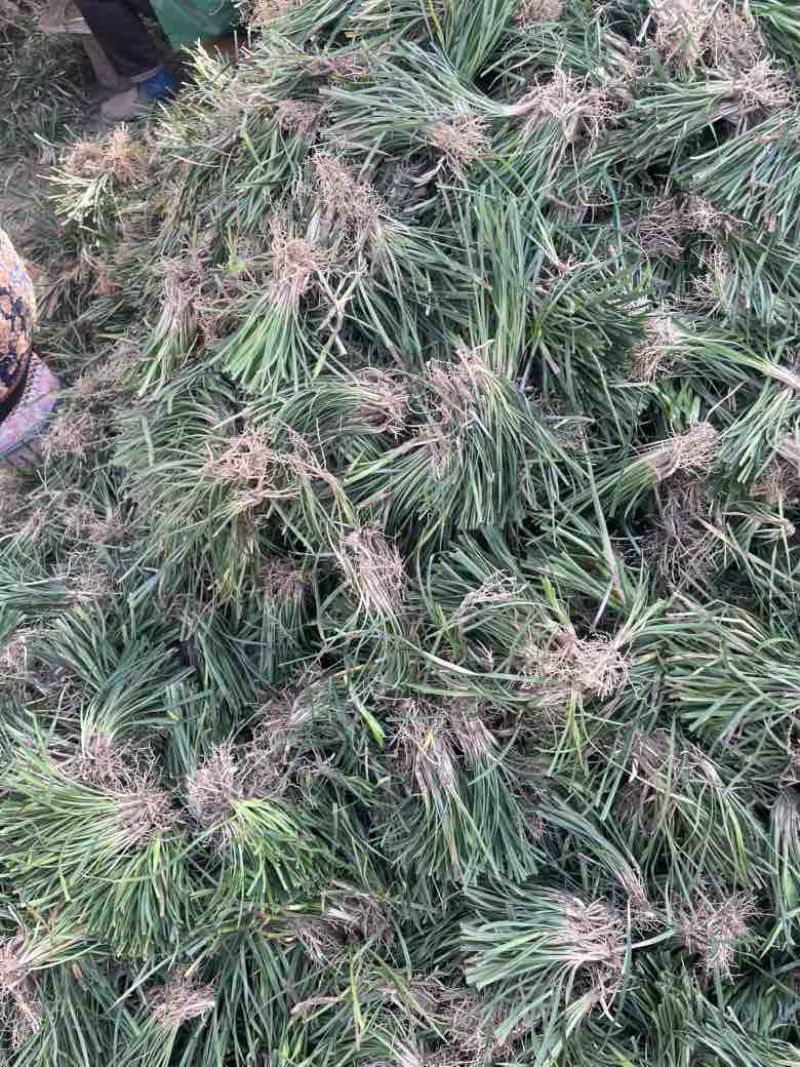 麦冬草麦冬苗分株好直接可以种植净苗无土