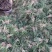 麦冬草麦冬苗分株好直接可以种植净苗无土