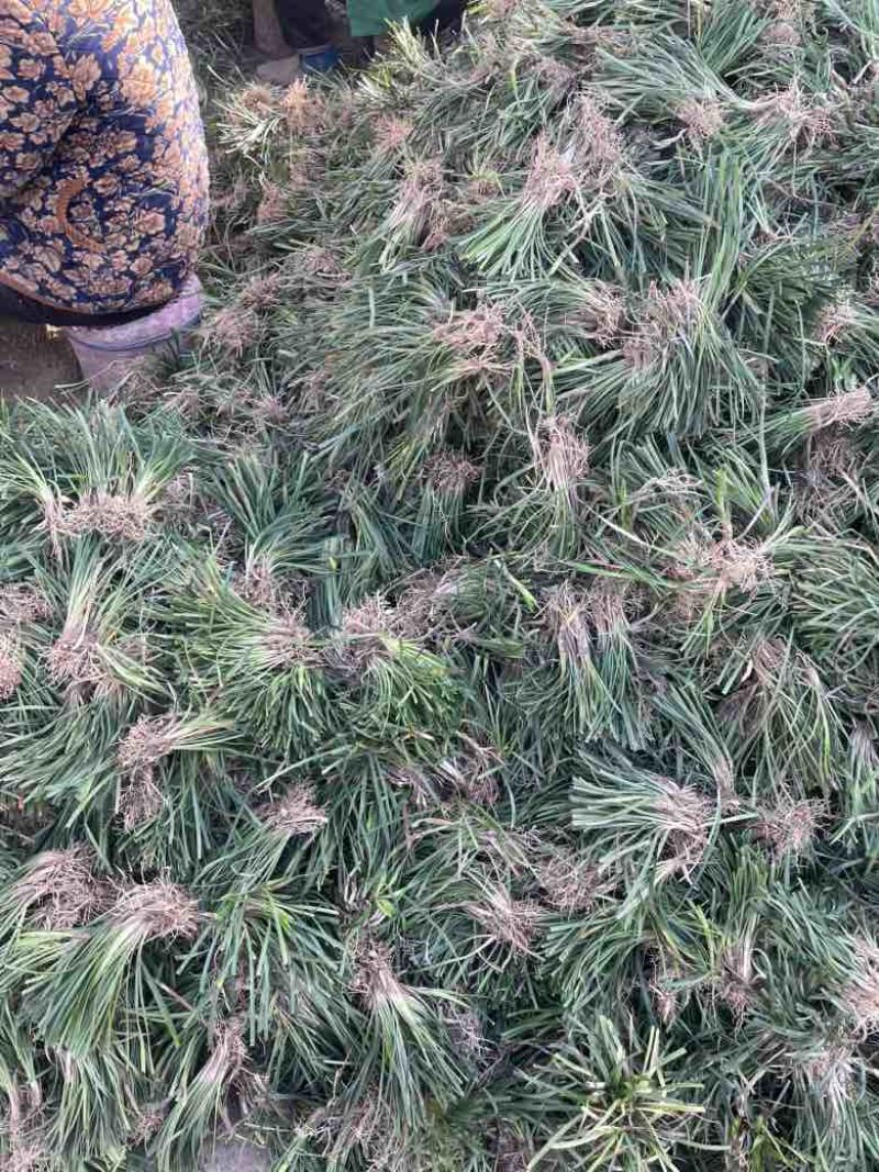 麦冬草麦冬苗分株好直接可以种植净苗无土