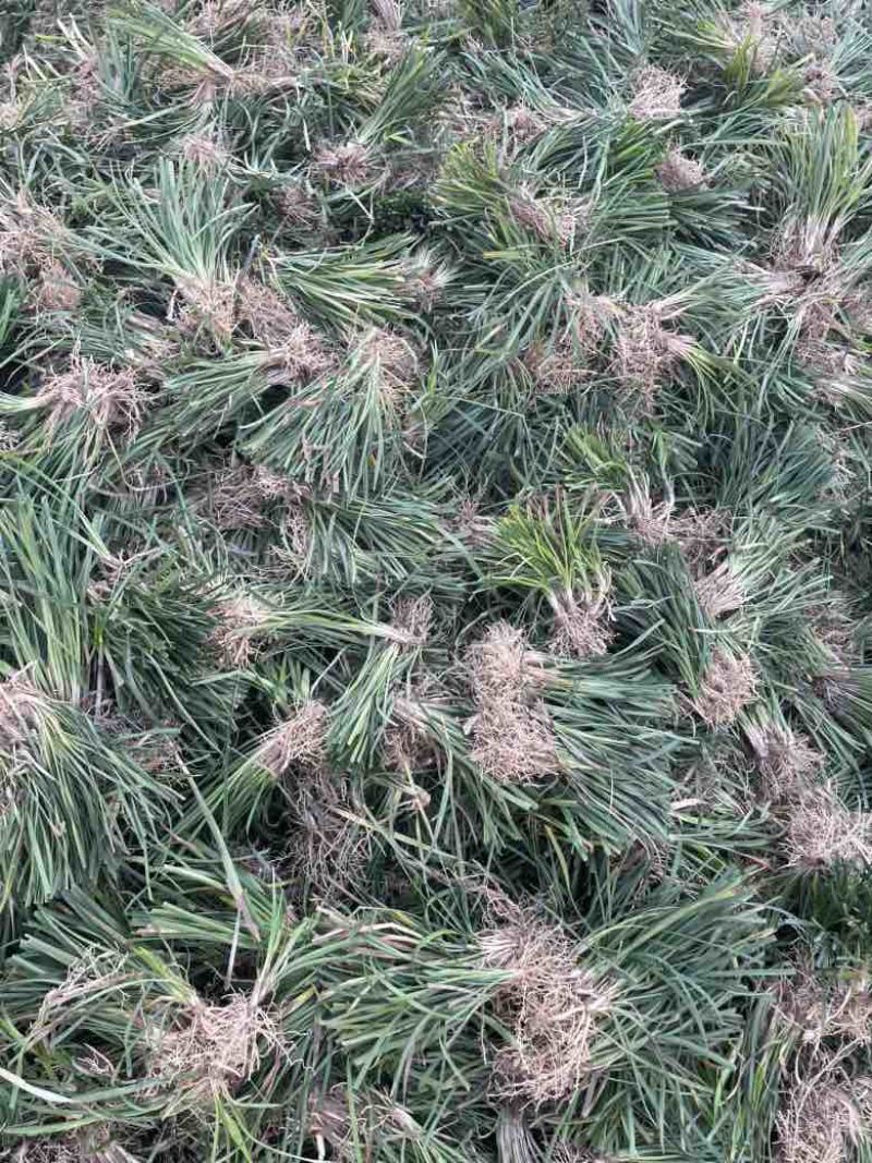 麦冬草麦冬苗分株好直接可以种植净苗无土
