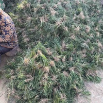 麦冬草麦冬苗分株好直接可以种植净苗无土