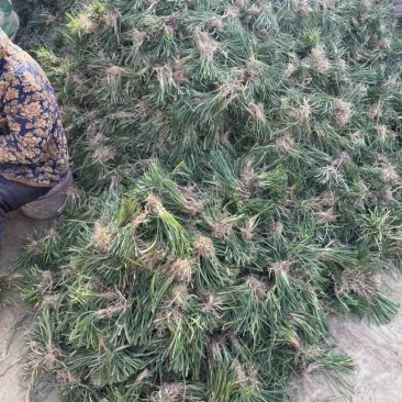 麦冬草麦冬苗分株好直接可以种植净苗无土