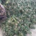 麦冬草麦冬苗分株好直接可以种植净苗无土
