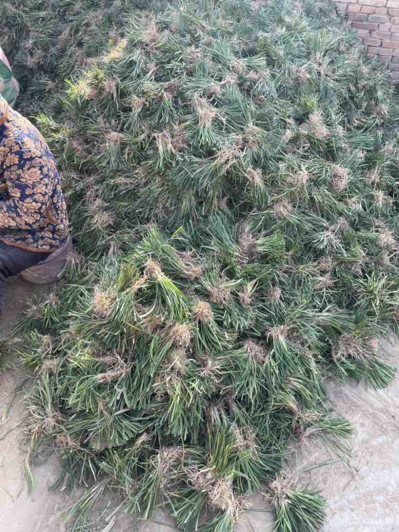 麦冬草麦冬苗分株好直接可以种植净苗无土