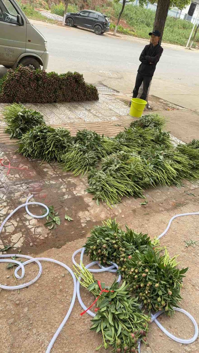 芍药花