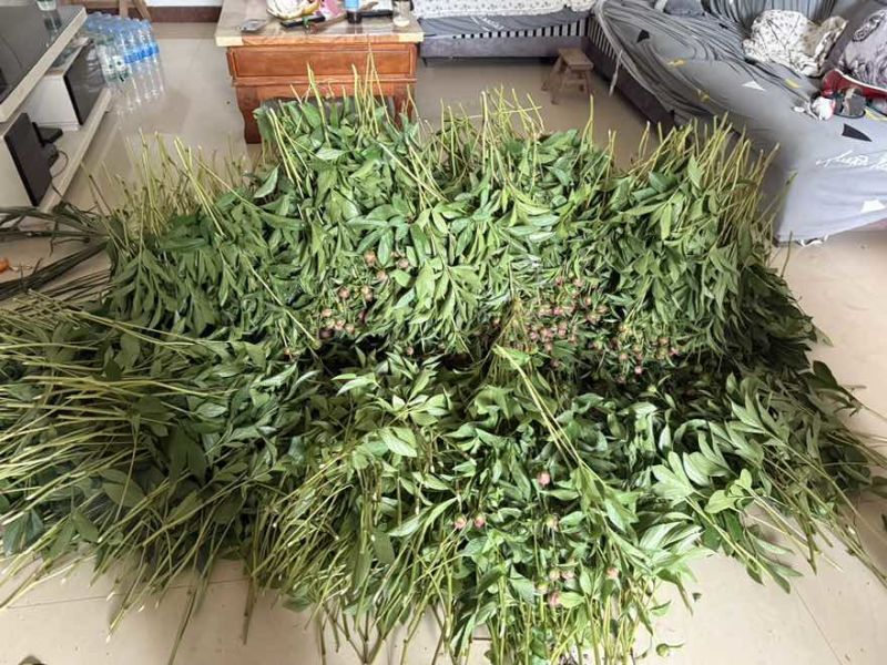 芍药花