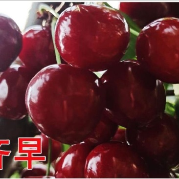 泰山大樱桃代办电商合作一件代发
