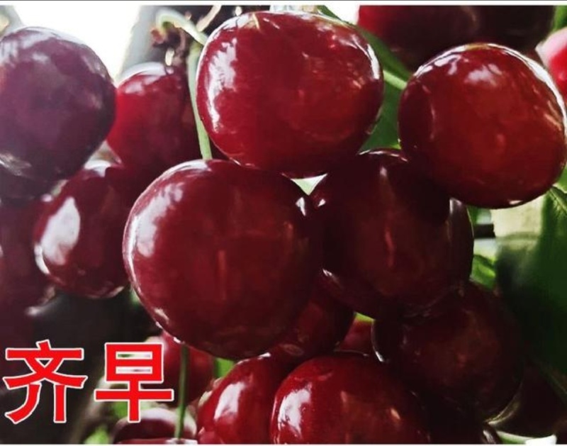 泰山大樱桃代办电商合作一件代发