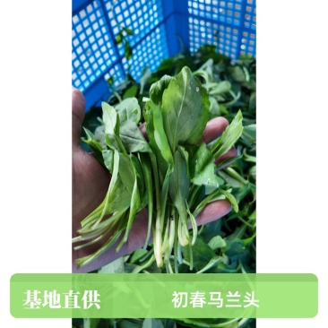 马兰头