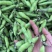四川蚕豆胡豆大白胡豆角新鲜胡豆大量上市供应稳定欢迎来询