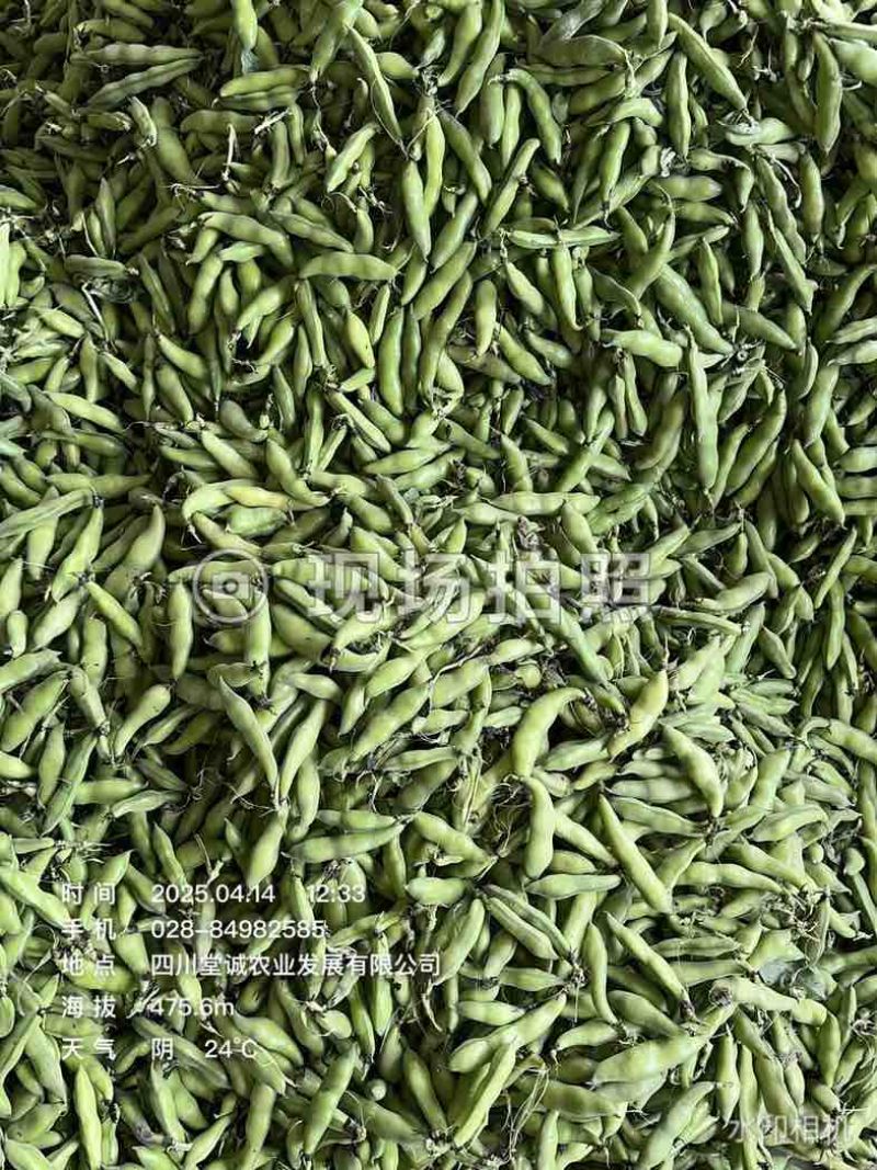 四川蚕豆胡豆大白胡豆角新鲜胡豆大量上市供应稳定欢迎来询