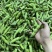 四川蚕豆胡豆大白胡豆角新鲜胡豆大量上市供应稳定欢迎来询