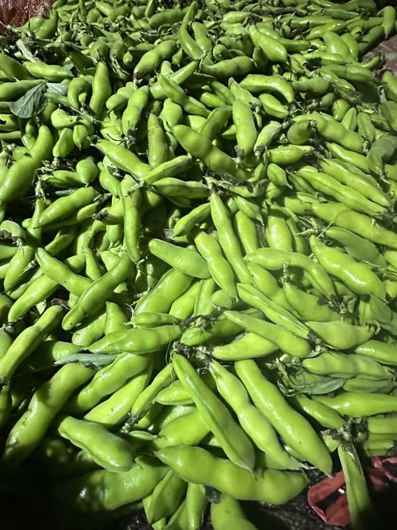 四川蚕豆胡豆大白胡豆角新鲜胡豆大量上市供应稳定欢迎来询