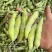 四川蚕豆胡豆大白胡豆角新鲜胡豆大量上市供应稳定欢迎来询