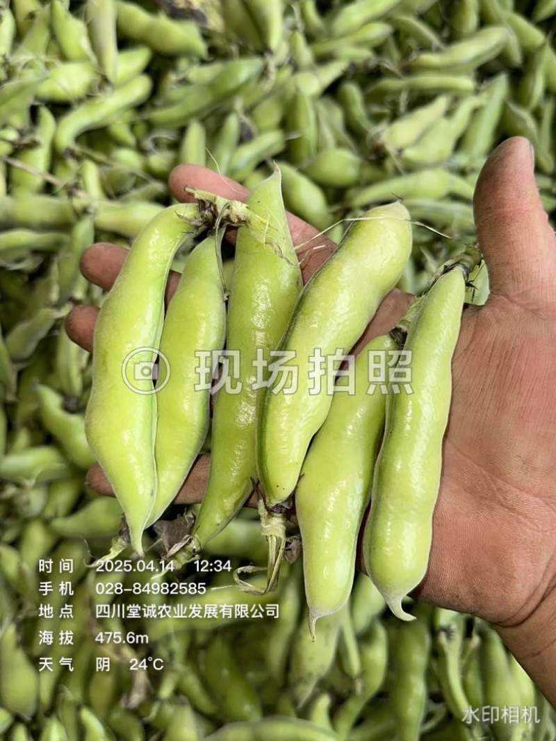 四川蚕豆胡豆大白胡豆角新鲜胡豆大量上市供应稳定欢迎来询