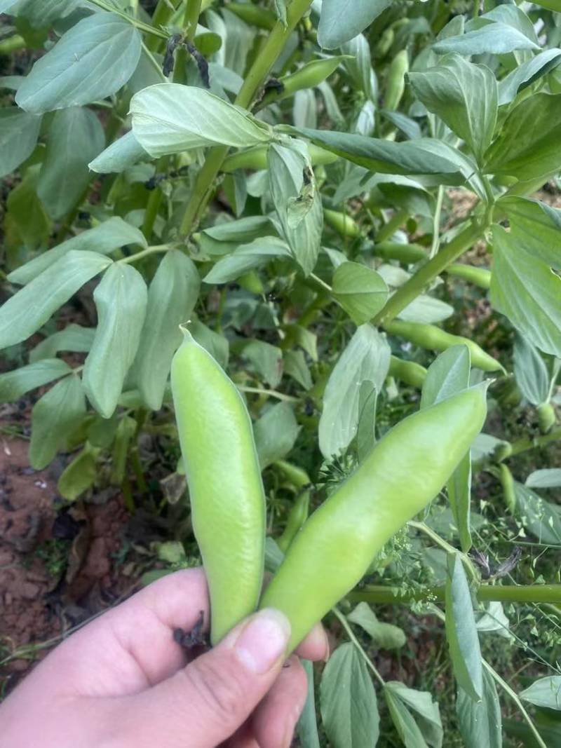 四川蚕豆胡豆大白胡豆角新鲜胡豆大量上市供应稳定欢迎来询