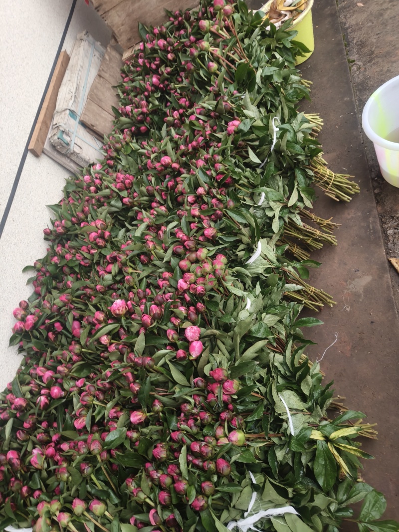 芍药鲜切花